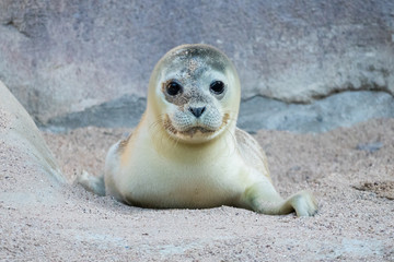 Cute Baby Seal