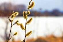 Willow Branches With Catkin On The Background Of The River And Trees In The Distance_