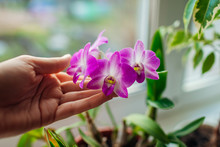 Dendrobium Orchid. Woman Taking Care Of Home Plats. Close-up Of Female Hands Holding Violet Flowers
