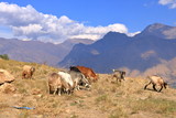 Fototapeta Konie - Goats on a Rock near Charvak Reservoir in Uzbekistan, Chimgan Mountains
