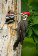 Pileated Woodpecker Adult Male At Nest Cavity Taken In Southern MN