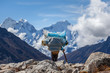 A porter carrying a heavy load on the everest base camp trek, himalaya, Nepal