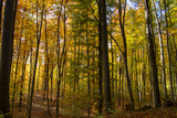 Fototapeta Las - Herbst, Wald, Naherholung, Natur im Wandel