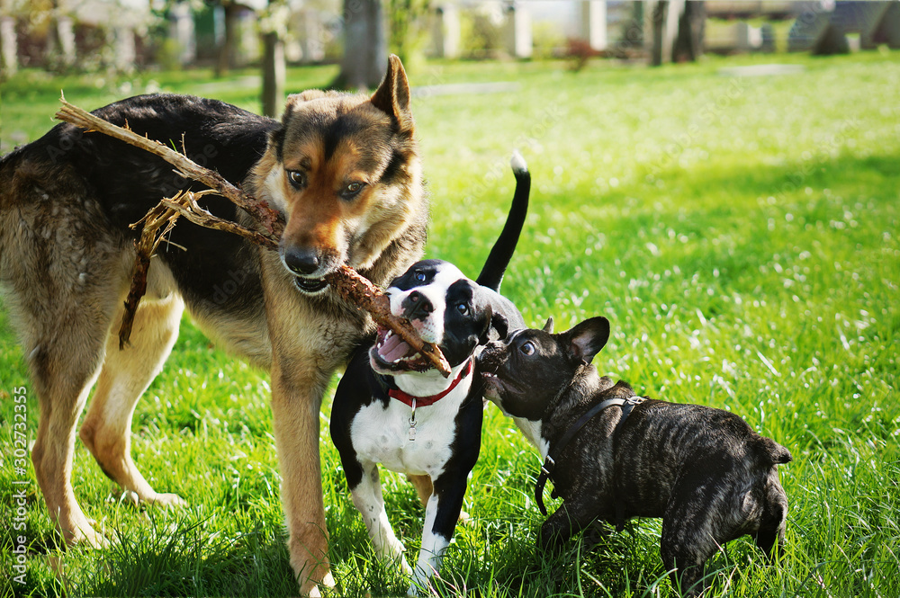 Three friendly happy playing dogs in summer park. German shepherd, american staffordshire terrier and french bulldog holding one stick. Different dog breeds have fun together. - obrazy, fototapety, plakaty 