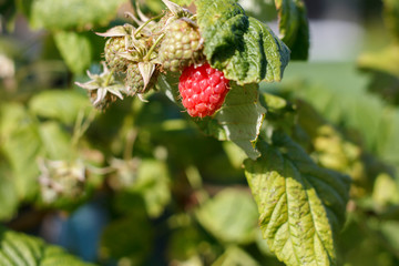 ripe berry garden raspberries on a branch close up