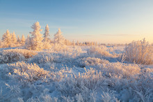  Beautiful Winter Landscape Of Tundra , Frost On The Branches Of Trees, The First Snow, Arctic Circle.