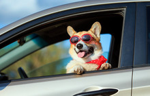 Fashionable Funny Ginger Corgi Dog Puppy In Sunglasses Leaned Out The Car Window On The Road During The Trip