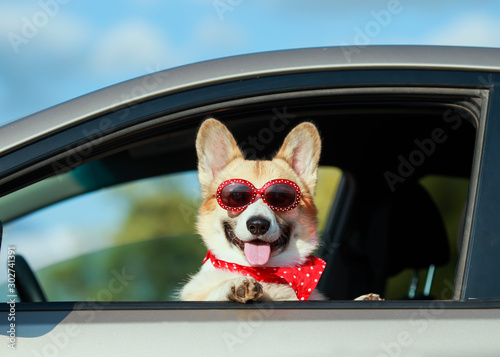 fashionable funny ginger Corgi dog puppy in sunglasses leaned out the car window on the road during the trip