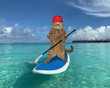 The beige cat in a red cap is paddling on a stand up paddle board in the sea near the tropical beach of Maldives.