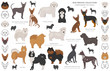 © a7880ss - Companion and miniature toy dogs collection isolated on white. Flat style. Different color and country of origin