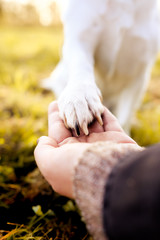 Human hand holding a white dog's paw on a bright golden sunny autumn day on a meadow