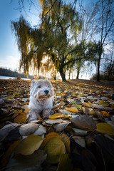 Wall Mural - kleiner weisser Hund im Herbstlaub