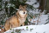 Fototapeta  - grey wolf in the snow