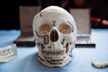 Plastic Model Of The Skull For Stomatology And Maxillofacial Surgery.
