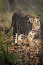 Male Bengal Tiger (Panthera Tigris Tigris) Walking In The Forest, Bandhavgarh National Park, Madhya Pradesh