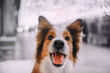 Red Border collie dog smiles at the camera