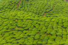A Tea Plantation In Cameron Highlands, Pahang, Malaysia