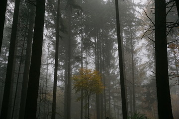  Wald im Herbst