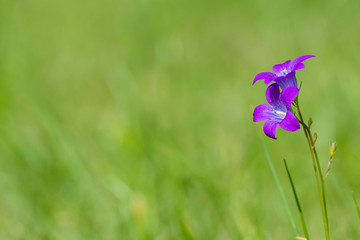 Two bell flowers on the right on a flat light green background.