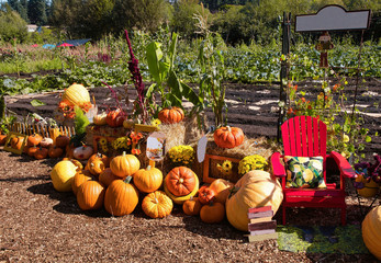 2019-10-01 pumpkin patch ready for halloween