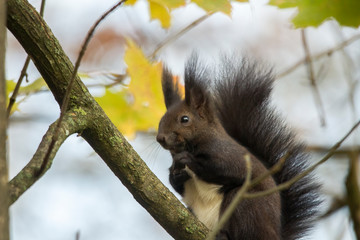 european brown squirrel in summer coat on a branch in the forest