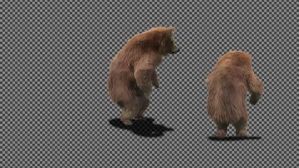 Wall Mural - Bear Dance CG fur 3d rendering animal realistic CGI VFX Animation Loop  composition 3d mapping cartoon, with Alpha Channel