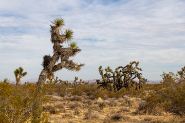 Joshua Trees in Mojave Desert on Summer Day