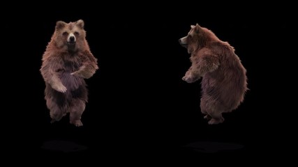 bear dance cg fur 3d rendering animal realistic cgi vfx animation loop composition 3d mapping cartoo