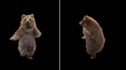 Wall Mural - Bear Dance CG fur 3d rendering animal realistic CGI VFX Animation Loop  composition 3d mapping cartoon, with Alpha Channel