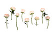 White pink rose flowers stems and leaves. In a row. Isolated on white background. View from above. Flat lay. View top. 