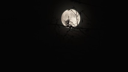 Wall Mural - full moon rise behind bare tree time lapse