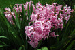 pink hyacinth blooms with green leaves in the background