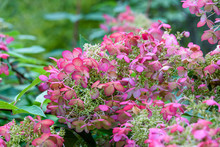 Fall Color In The Garden, Oakleaf Hydrangea With Pink Flowers And Green Leaves