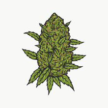 Handdrawn Vintage Cannabis Bud Vector Illustration