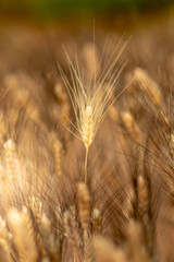 Wheat crop field. Ears of golden wheat close up. Ripening ears of wheat field background. Rich harvest Concept.