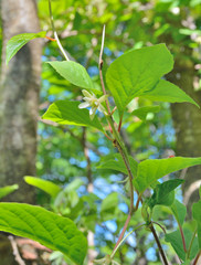 Sticker - Blooming Far-Eastern plant (Schisandra chinensis) 4