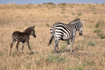 Wall Mural - rare zebra foal with polka dots (spots) instead of stripes, named tira after the guide who first saw