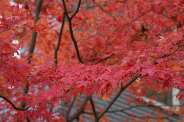 red leaves during fall foilage on tree