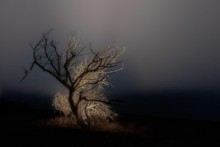 Single Bare Tree In The Middle Of A Field With The Fog In The Background - Loneliness Concept