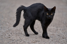 Scarried Black Cat