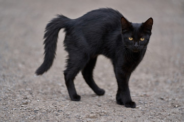 scarried black cat
