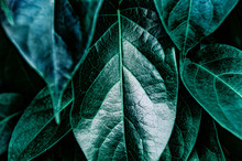 Abstract Dark Green Of Tropical Plant And Green Leaf Background