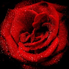 Closeup Of Water Drops On A Bloomed Red Rose On Black Background