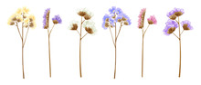 Watercolor Isolated Statice Flowers In Many Sweet Colors.