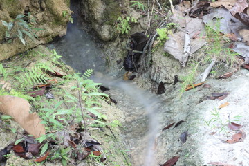 stream in the forest