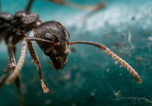 Macro Photo Of Head Of Tiny Black Garden Ant On Turquoise Floor