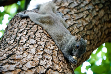 Close up The cute squirrel is eating food on the tree