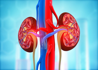 Human kidney cross section on science background. 3d render.