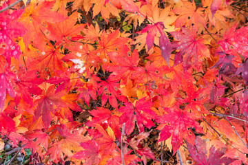 Wall Mural - orange and pink leaves of Japanese maple