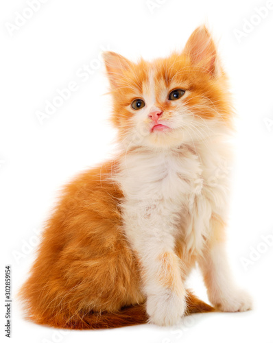 Dekoracja na wymiar  maly-czerwony-kotek
